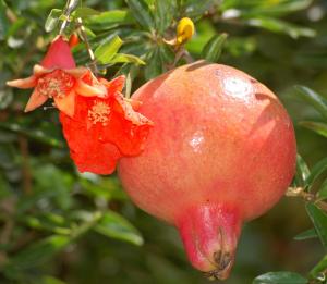 pomegranate-fruit-and-flower1